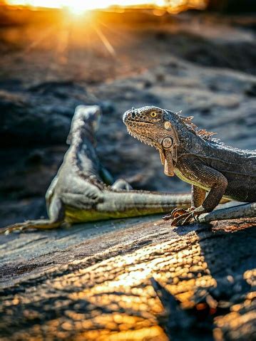 reptiles at sunset